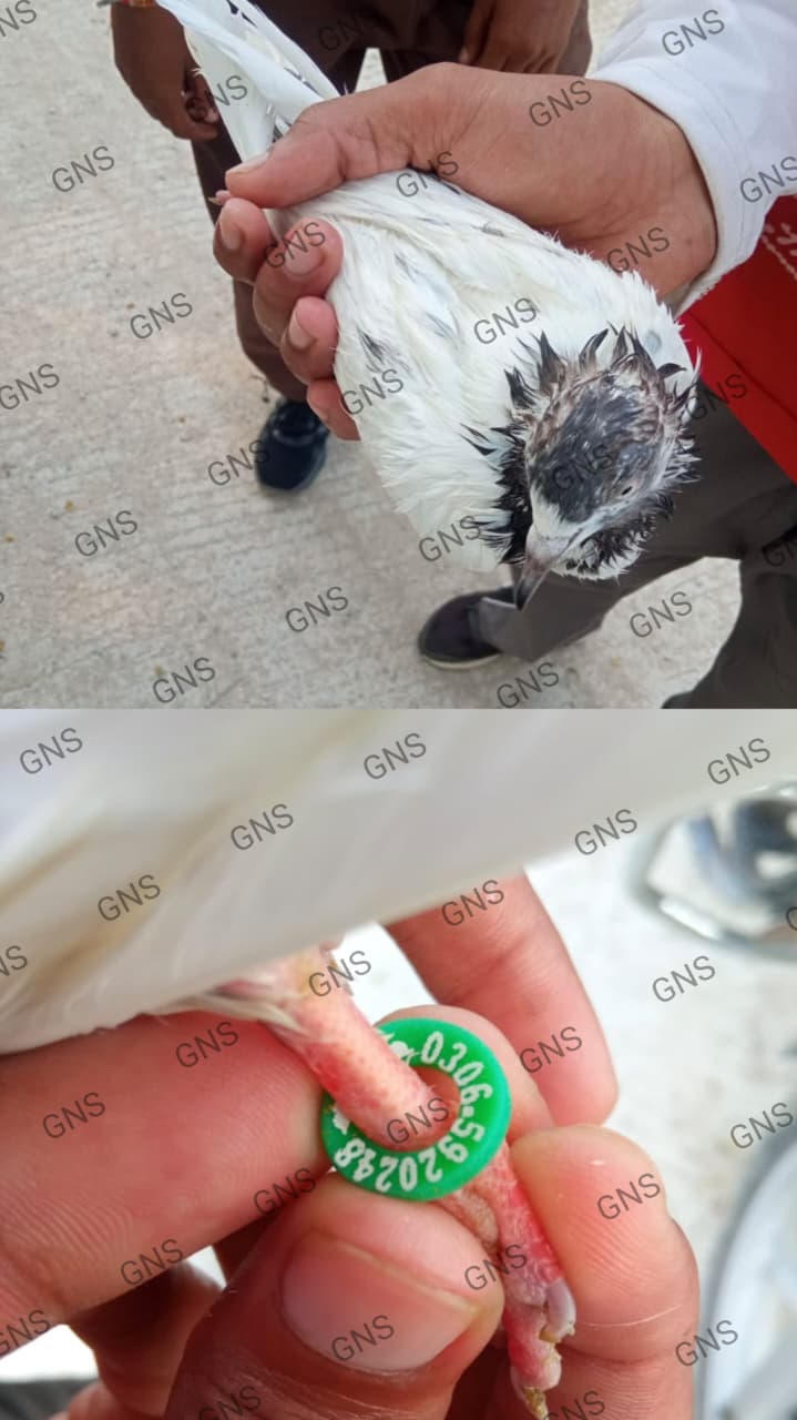 'Suspected  Pigeon having  ring with Pak Mobile number captured in R S Pura'